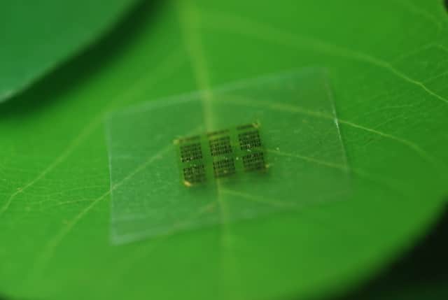 A cellulose nanofibril (CNF) computer chip rests on a leaf. Photo- Yei Hwan Jung, Wisconsin Nano Engineering Device Laboratory