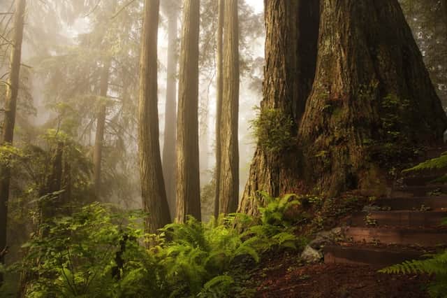 Redwood forest in the fog