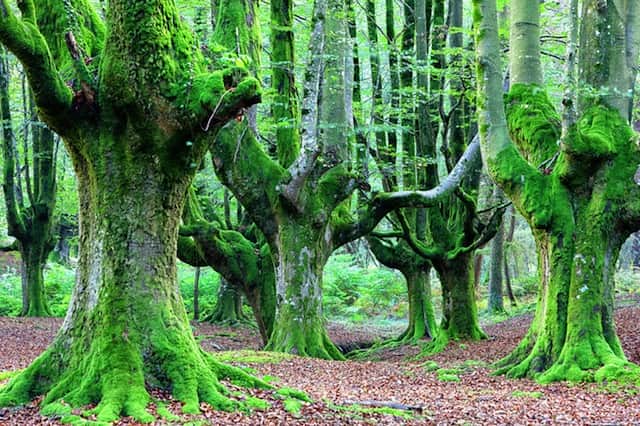 Spain, Gorbea Natural Park, Beech forest